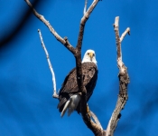 2016 11 21 RedWingEagles 013